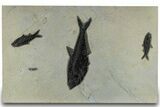 Plate of Three Fossil Fish (Diplomystus & Knightia) - Wyoming #314022-1